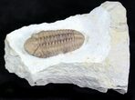 Caremel Colored Kainops Trilobite - Oklahoma #23105-3